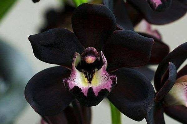 Anggrek hitam Papua. (instagram.com/siucip4)