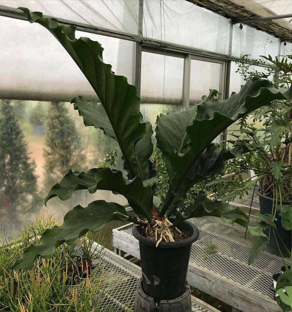 Anthurium plowmanii gelombang cinta. (instagram.com/gardenerswife_sejongkang)