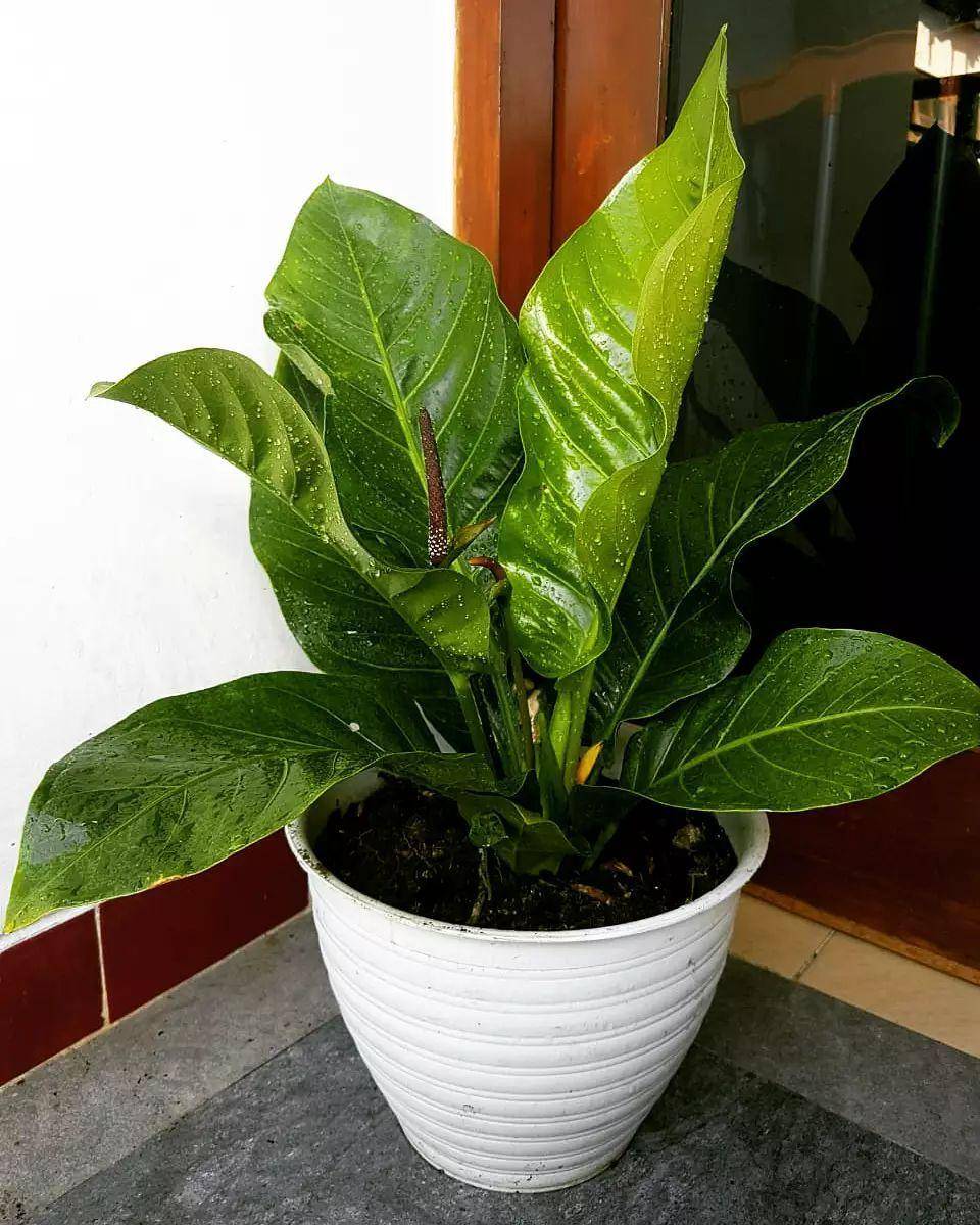 Anthurium jemani cobra varigata. (instagram.com/buyani71)