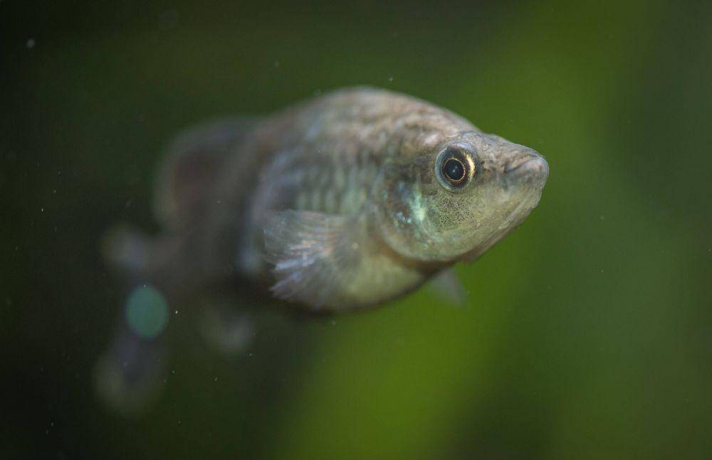 Ikan tequila splitfin (twitter.com/ScienceatCZ)