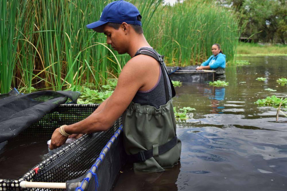 Peneliti yang sedang mengecek kondisi ikan tequila splitfin di kolam. (twitter.com/ScienceatCZ)