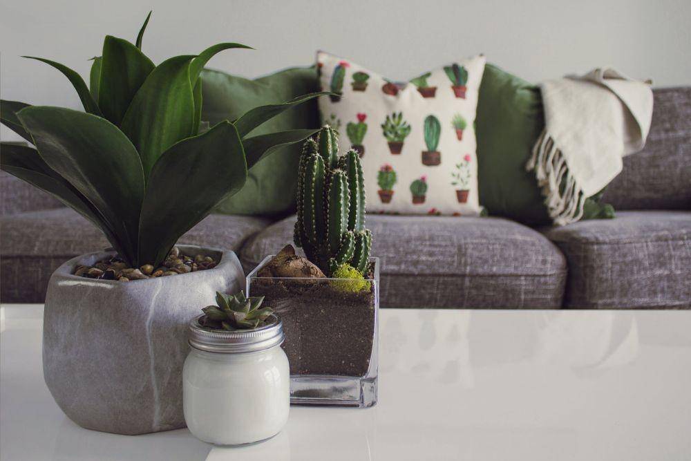 ilustrasi tanaman indoor (pexels.com/Designecologist)