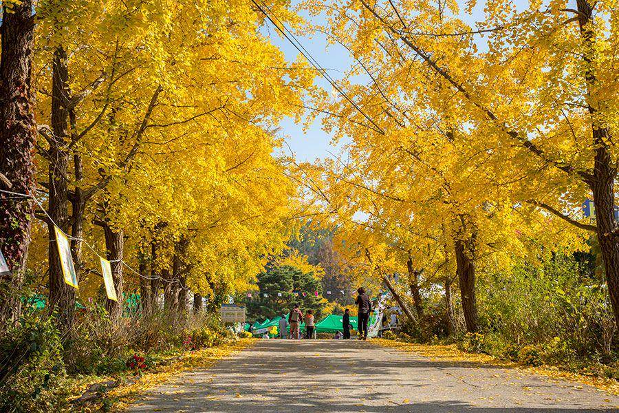 Boryeong Cheongna Gingko Village (brcn.go.kr)