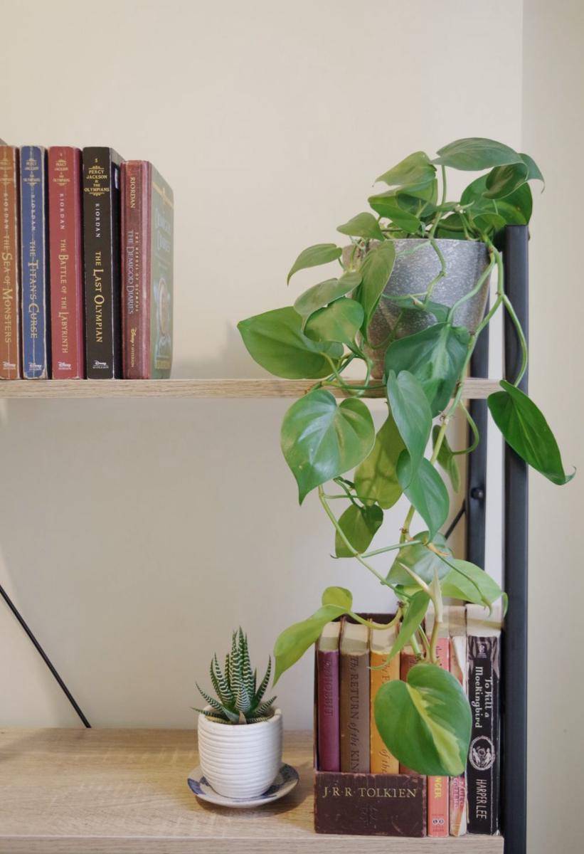 ilustrasi philodendron (unsplash.com/@jeanynsantiano)