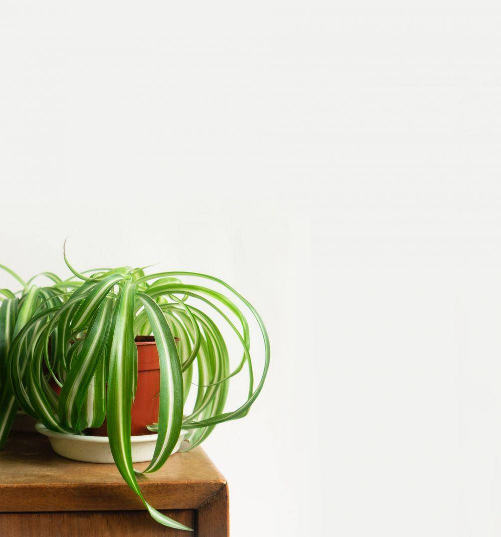 ilustrasi lili paris (www.pexels.com/@plantsandgraphics)