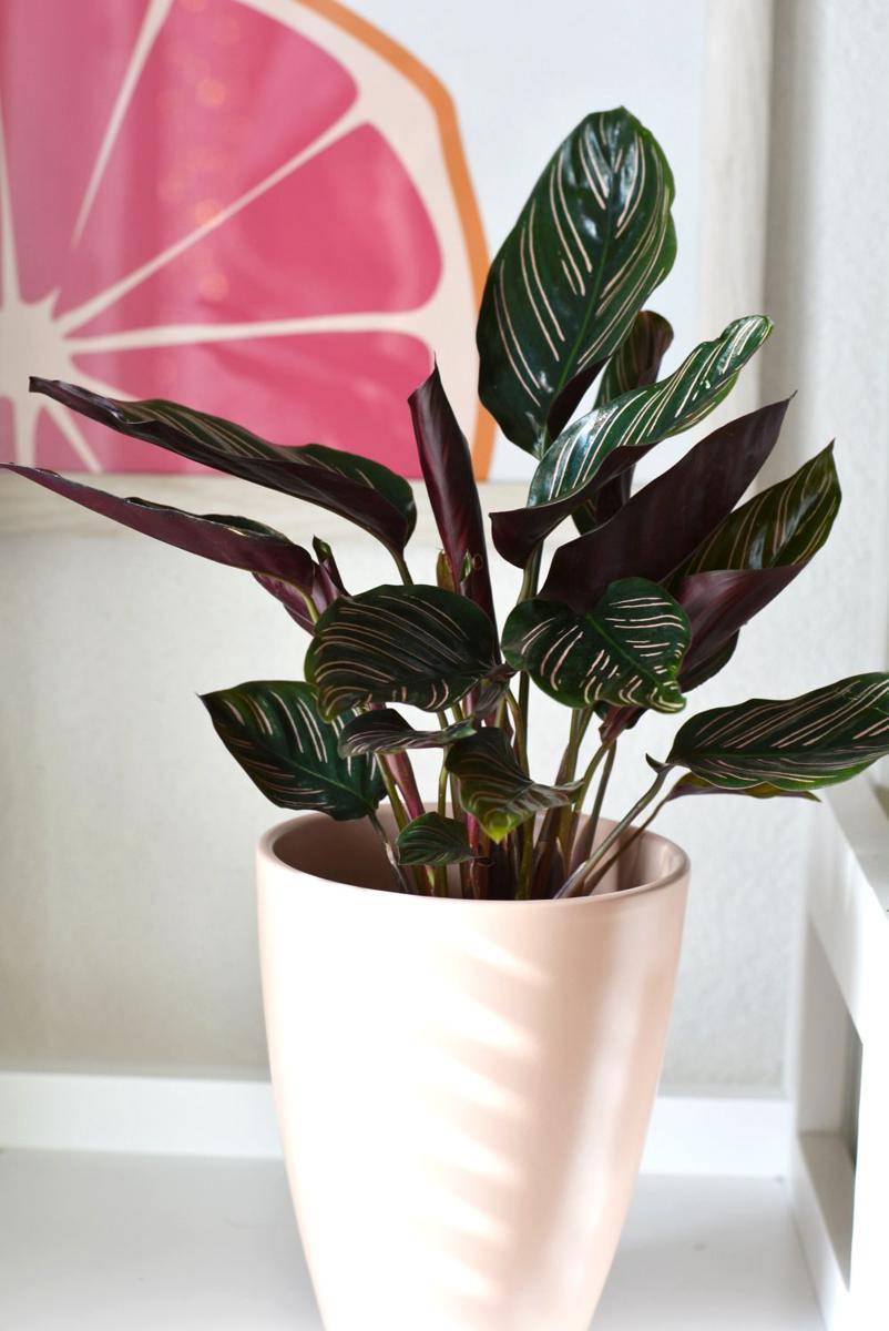 ilustrasi calathea (pexels.com/@plantscandy)