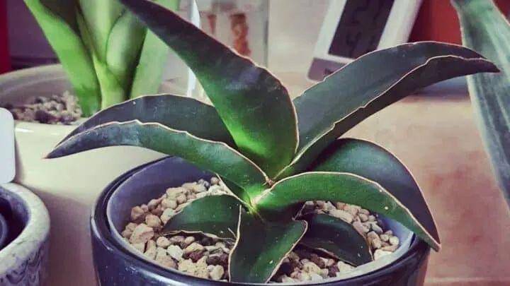 ilustrasi sansevieria samurai (plantophiles.com)