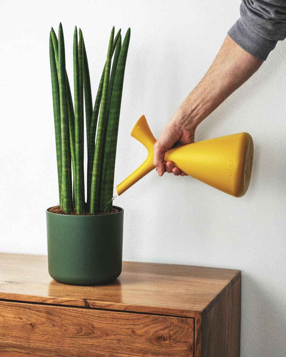 ilustrasi sansevieria cylindrica (unsplash.com/@feeypflanzen)