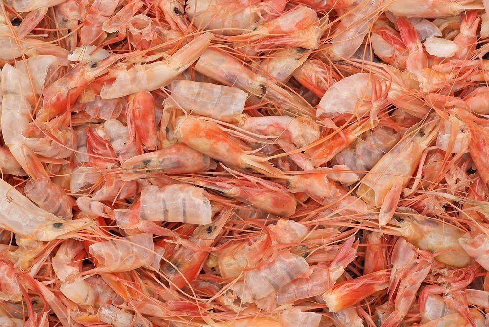 ilustrasi kulit udang (quietkinetic.files.wordpress.com)