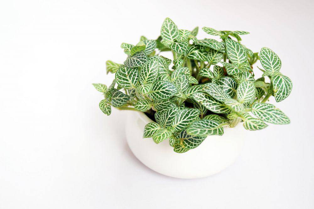 ilustrasi tanaman fittonia (unsplash.com/@yingchih_hao)