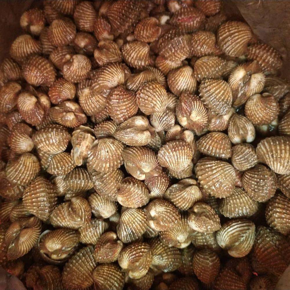 Ilustrasi kerang dara (instagram.com/ricci.edward)