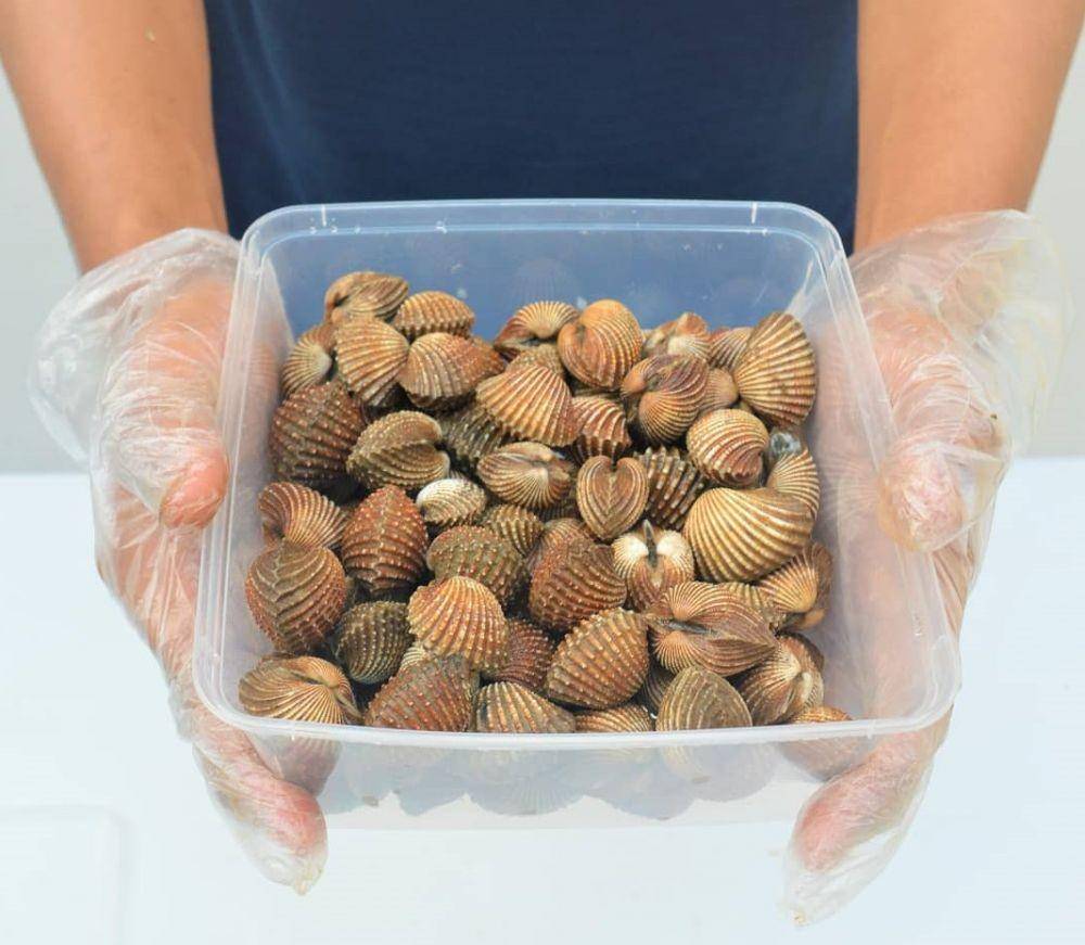 Ilustrasi kerang dara yang sudah bersih (instagram.com/mlbiseafood)