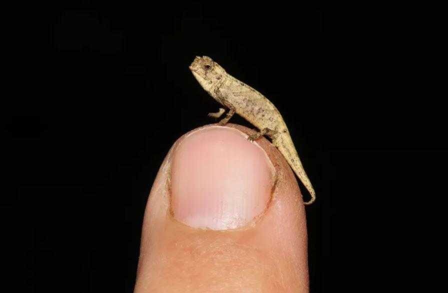 5 Fakta Reptil Terkecil di Dunia, Ukurannya Cuma Seujung Kuku!