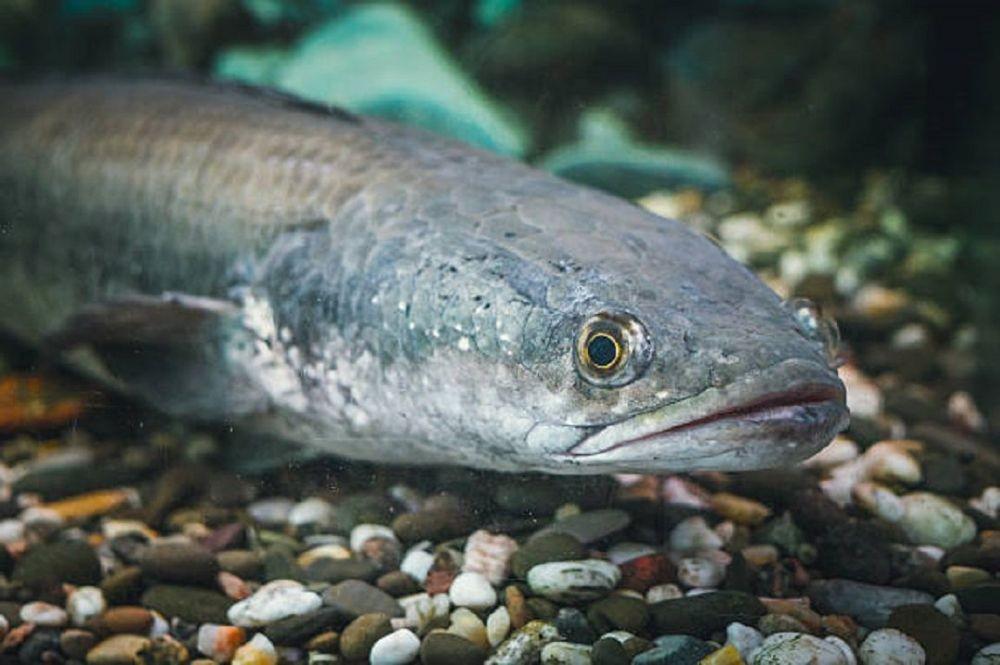 ikan