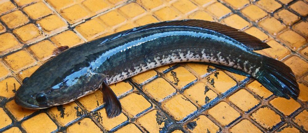 15 Manfaat Ikan Gabus untuk Kesehatan Tubuh, Mari Makan!