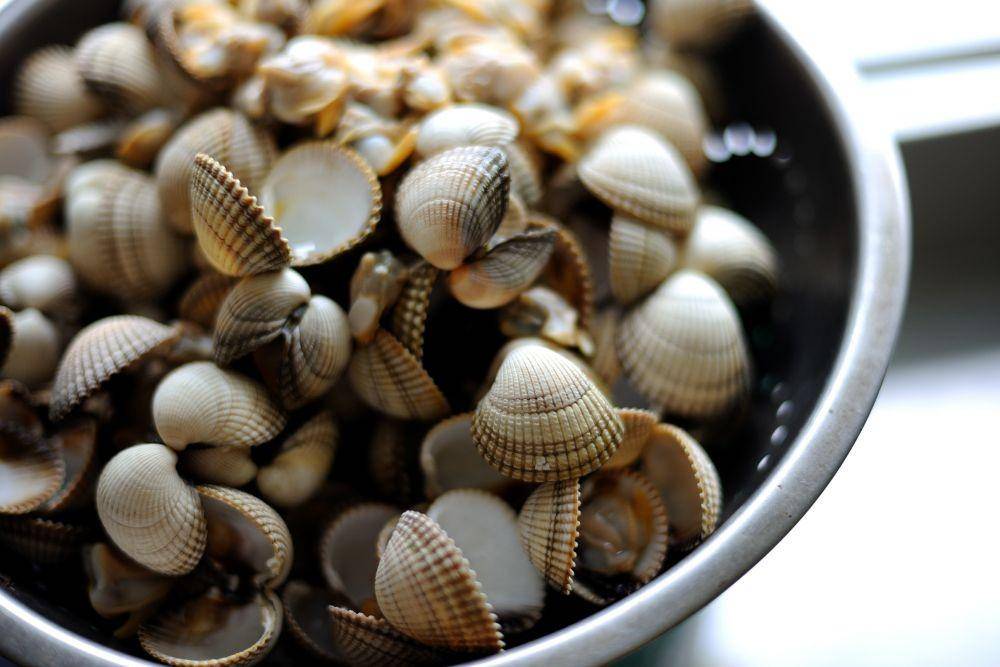 Ilustrasi kerang dara yang sudah direbus (greatbritishchefs.com)