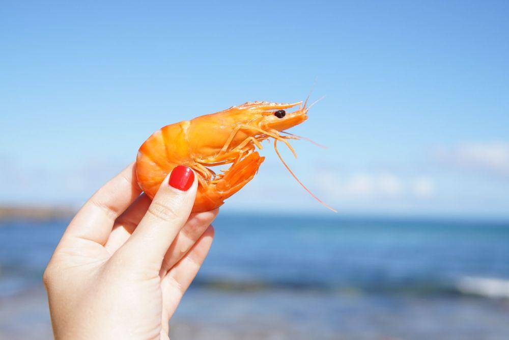 ilustrasi udang (pexels.com/Elle Hughes)