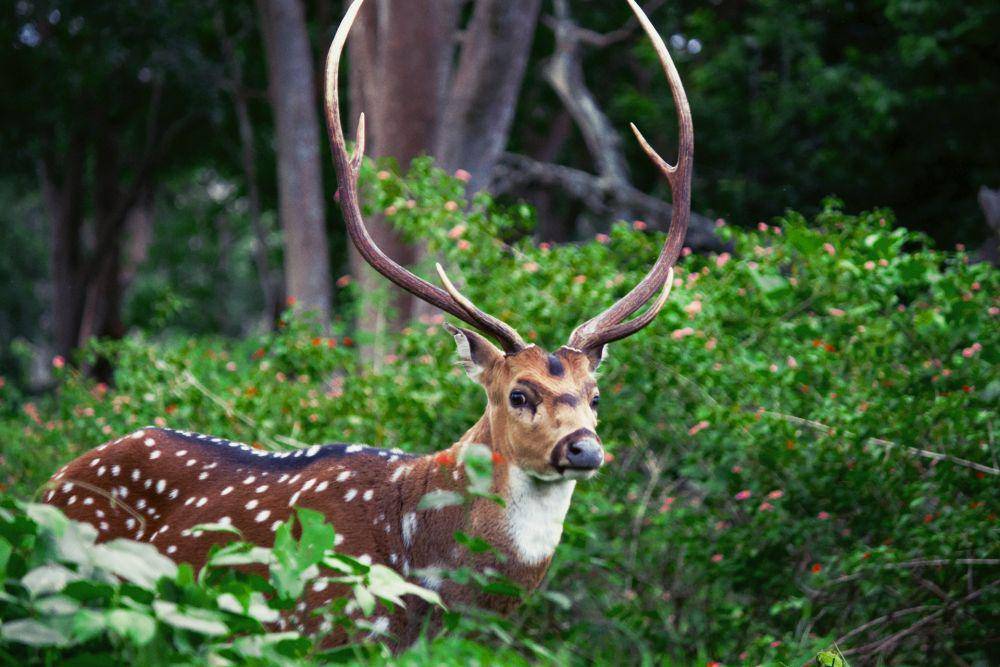 ilustrasi rusa Chital (Unsplash.com/Prince Abid)