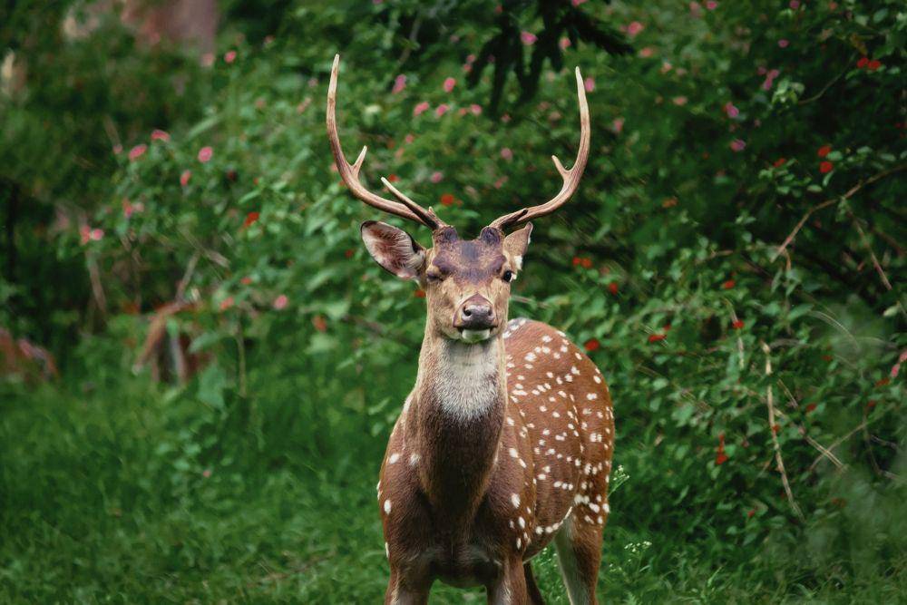 ilustrasi rusa Chital (Unsplash.com/Prince Abid)