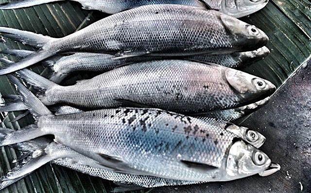 #GiziLokal: 5 Manfaat Ikan Bandeng untuk Kesehatan Tubuh