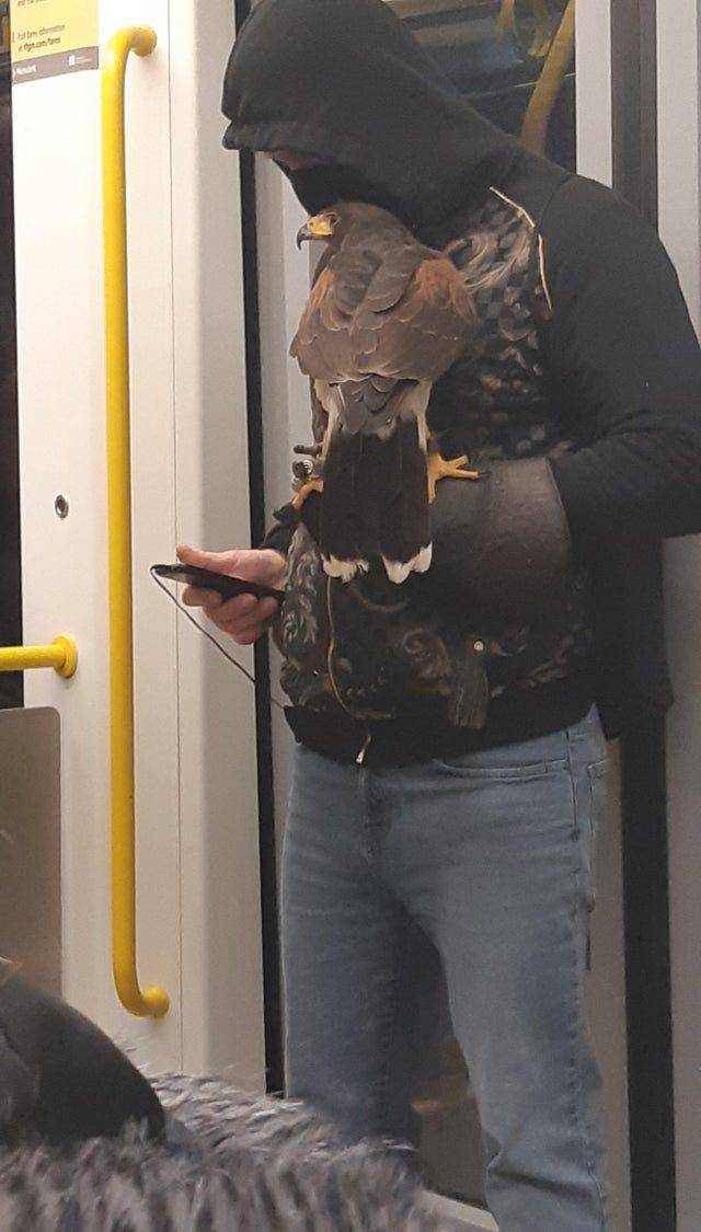 potret pria membawa elang di dalam MRT (reddit.com/user/Imperator_Helvetica)