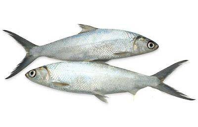 ilustrasi ikan bandeng (milkfishsuppliers.com)