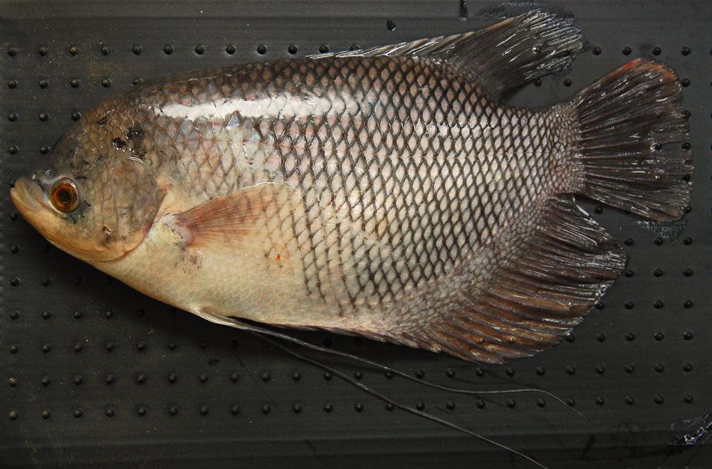 #GiziLokal: 9 Manfaat Kesehatan Ikan Gurame, Sedap dan Bernutrisi!