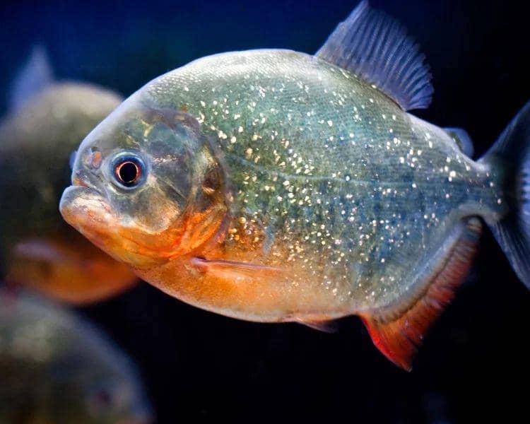 4 Orang Tewas di Paraguay Gegara Digigit Ikan Piranha