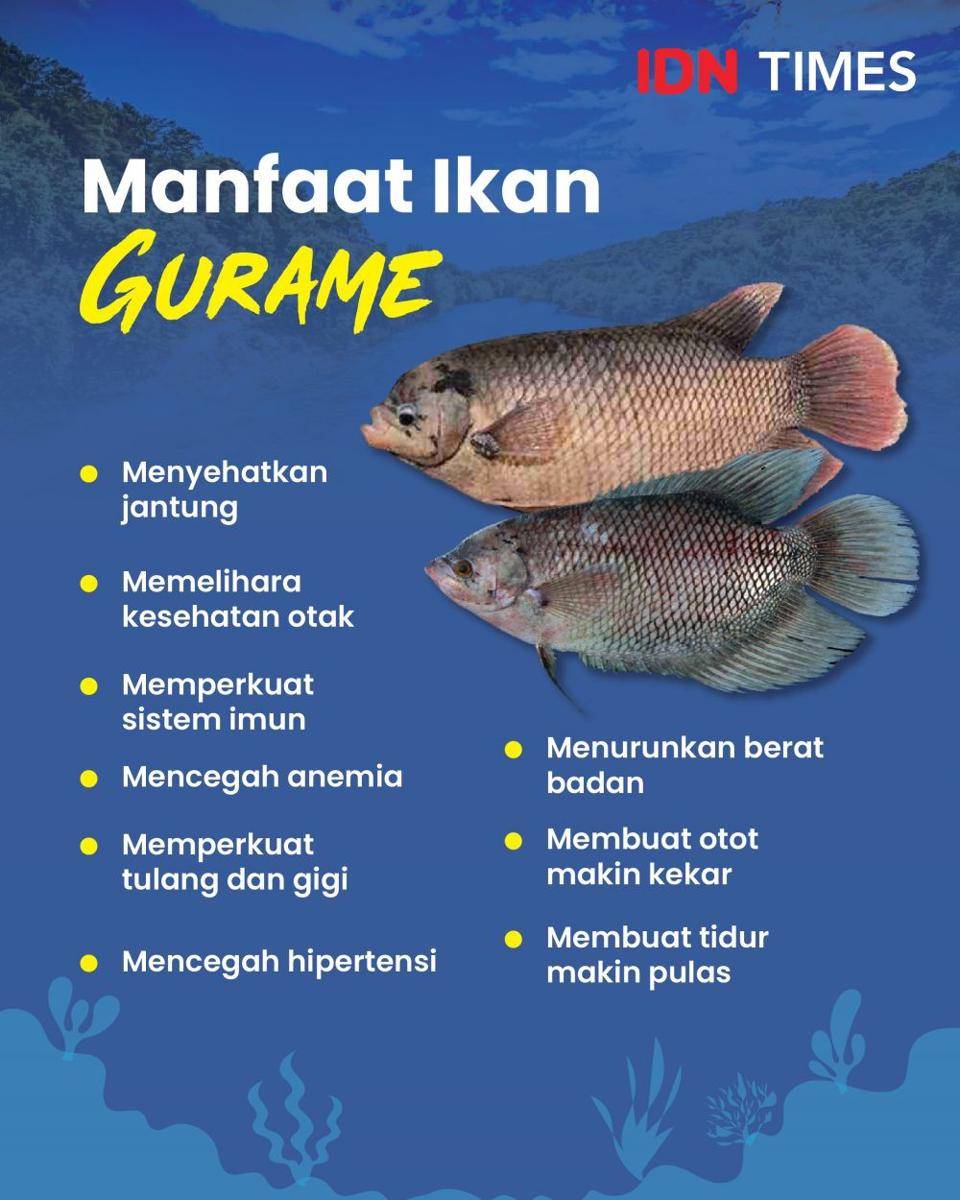 infografis manfaat ikan gurame (IDN Times/Aditya Pratama)
