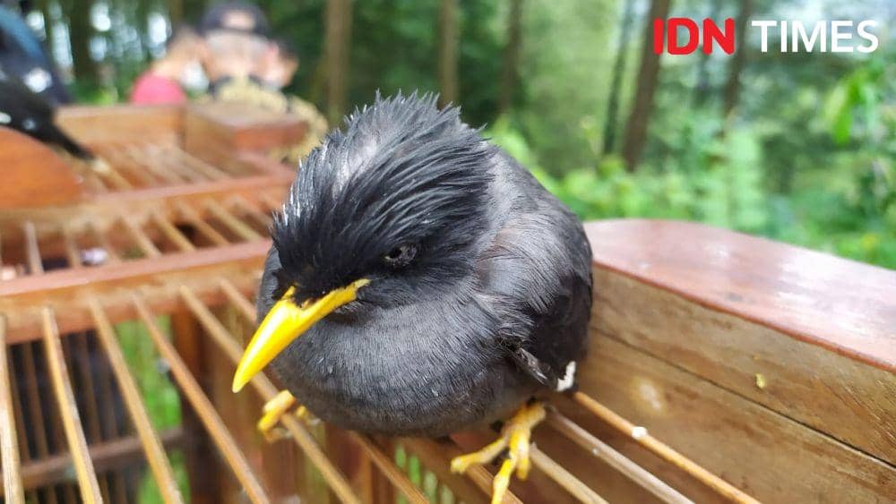 Seekor burung jalak kerbau yang dilepasliarkan di hutan wana wisata Nglimut Boja Kendal. (IDN Times/Fariz Fardianto)