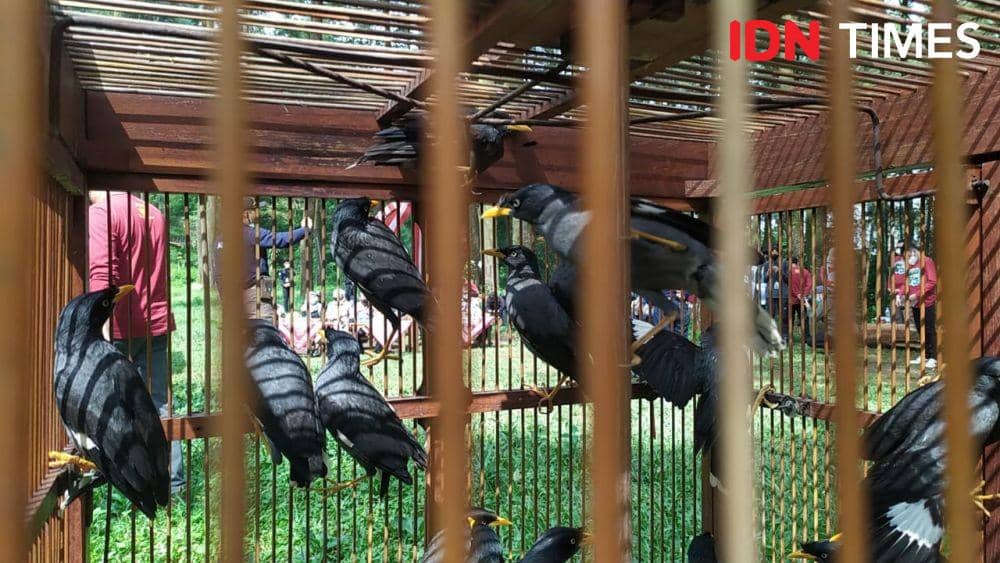 Kawanan burung jalak kerbau yang ditaruh di kandang untuk kemudian dilepasliarkan di hutan wana wisata Nglimut Boja Kendal. (IDN Times/Fariz Fardianto)