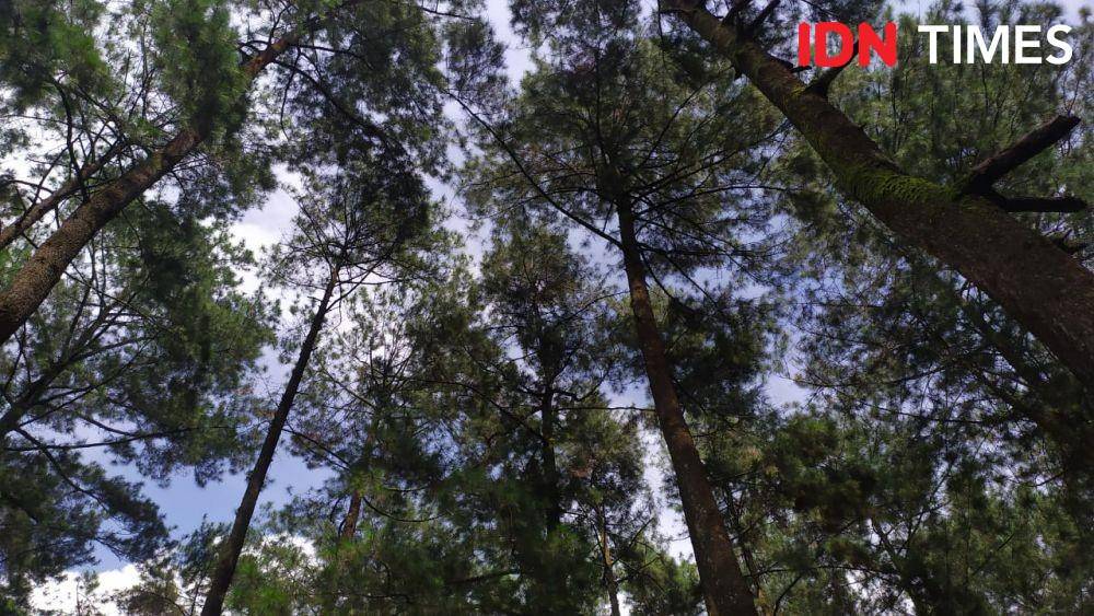 Kondisi cakupan vegetasi pepohonan yang tumbuh di Gunung Ungaran. (IDN Times/Fariz Fardianto)