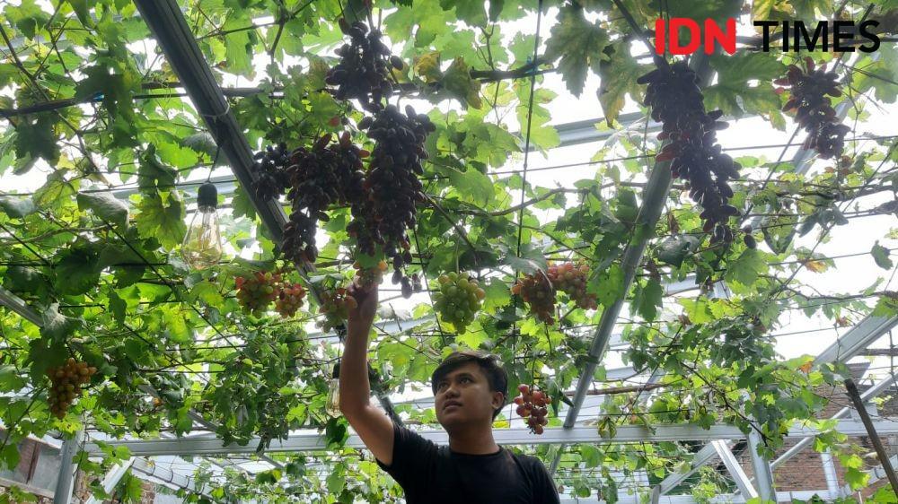 Modal Rp2 Juta, Millennial Bandung Raup Cuan dari Budidaya Anggur