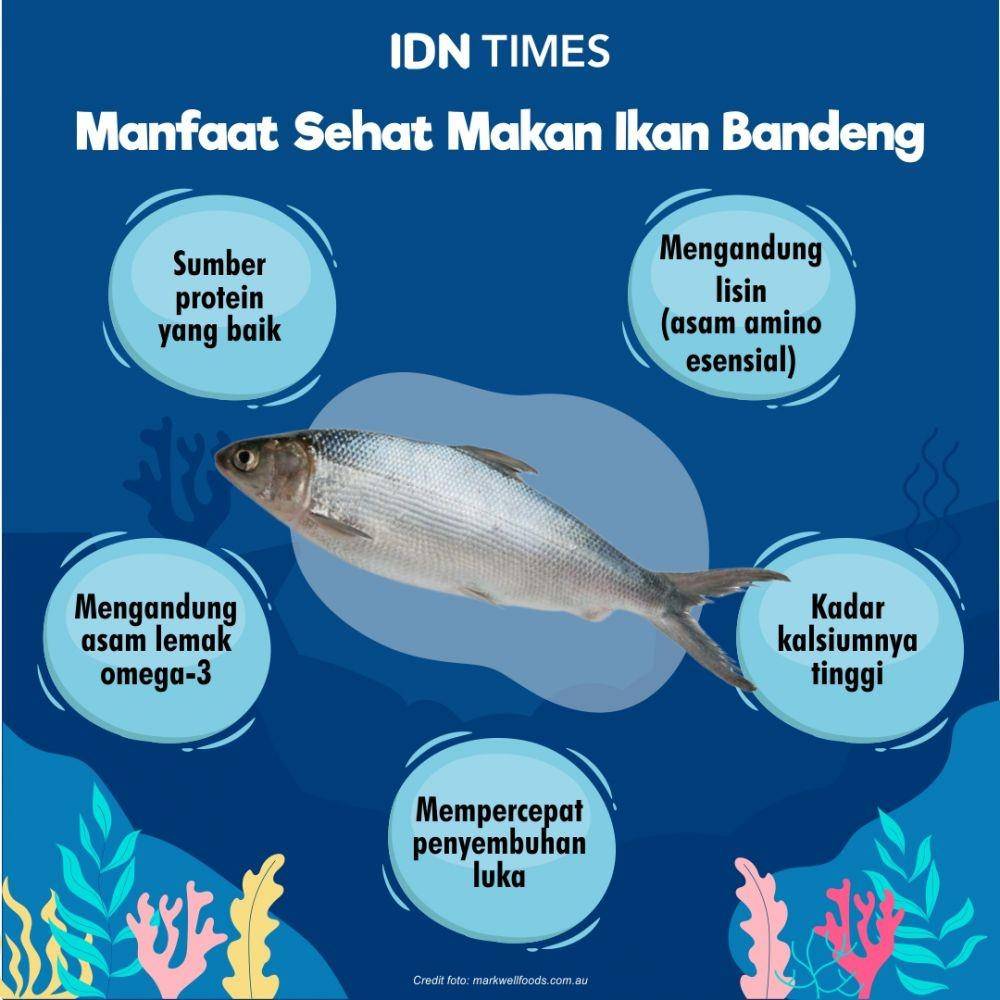 infografis manfaat ikan bandeng (IDN Times/Mardya Shakti)