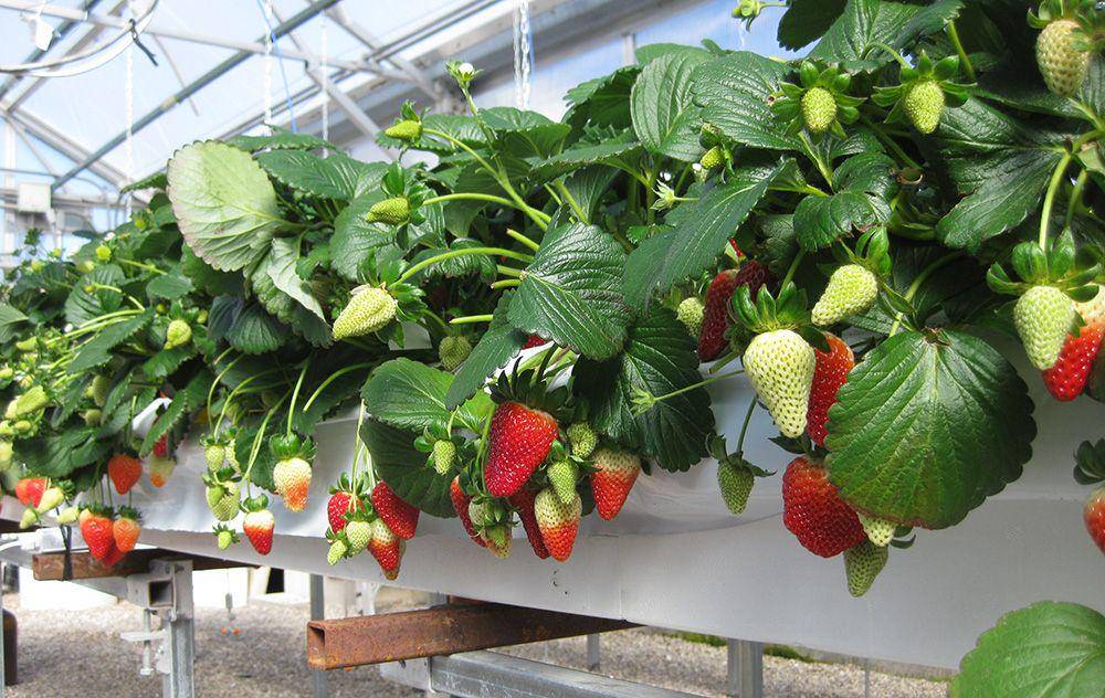 ilustrasi tanaman hidroponik (hortamericas.com)