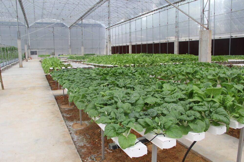 ilustrasi tanaman hidroponik (gnagro.en.made-in-china.com)