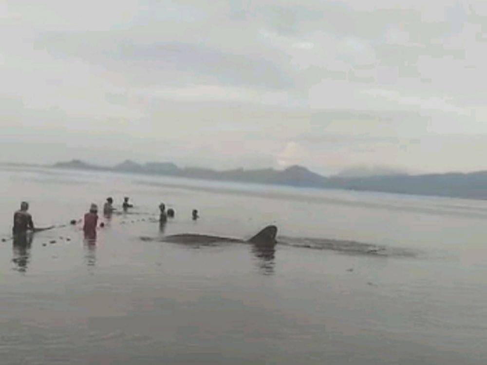 Fenomena hiu tutul atau hiu paus terdampar di Pesisir Teluk Lampung, Kota Bandar Lampung dalam kurun waktu tiga bulan terakhir terjadi sebanyak 3 kali. (IDN Times/Istimewa)