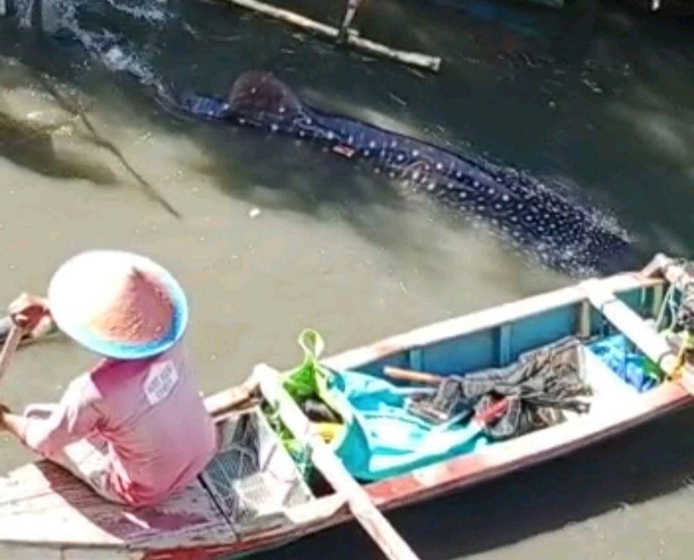 Fenomena hiu tutul atau hiu paus terdampar di Pesisir Teluk Lampung, Kota Bandar Lampung dalam kurun waktu tiga bulan terakhir terjadi sebanyak 3 kali. (IDN Times/Istimewa)
