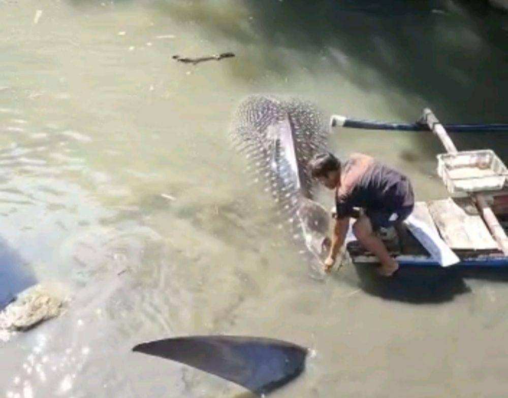 Fenomena hiu tutul atau hiu paus terdampar di Pesisir Teluk Lampung, Kota Bandar Lampung dalam kurun waktu tiga bulan terakhir terjadi sebanyak 3 kali. (IDN Times/Istimewa)
