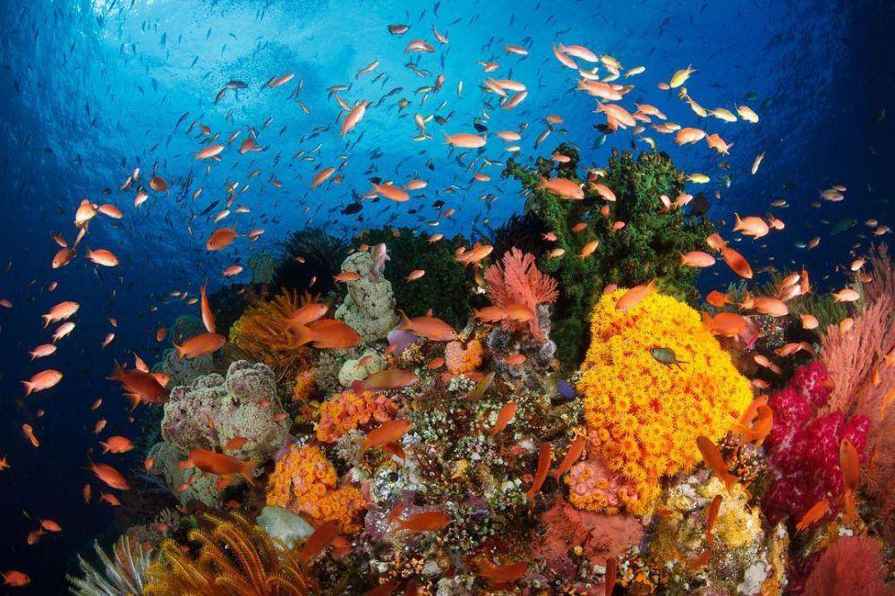 Pemandangan bawah laut Taman Laut Bunaken.(instagram.com/bunaken.island)
