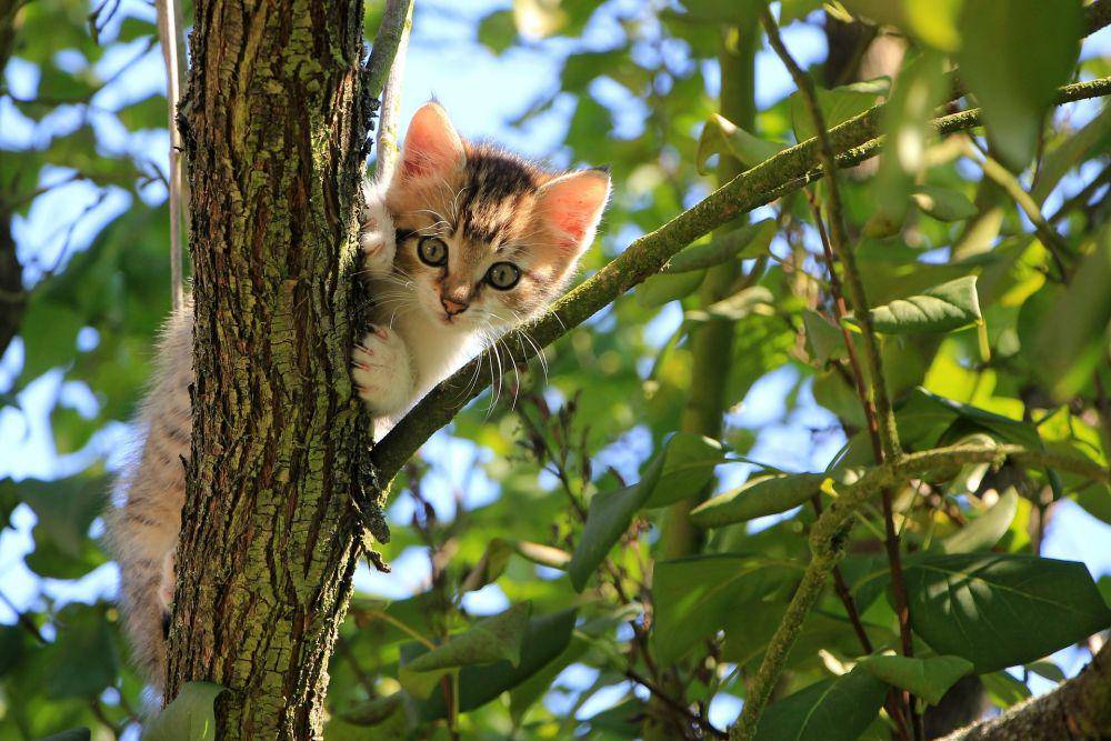 ilustrasi kucing (pixabay.com/Kessa)