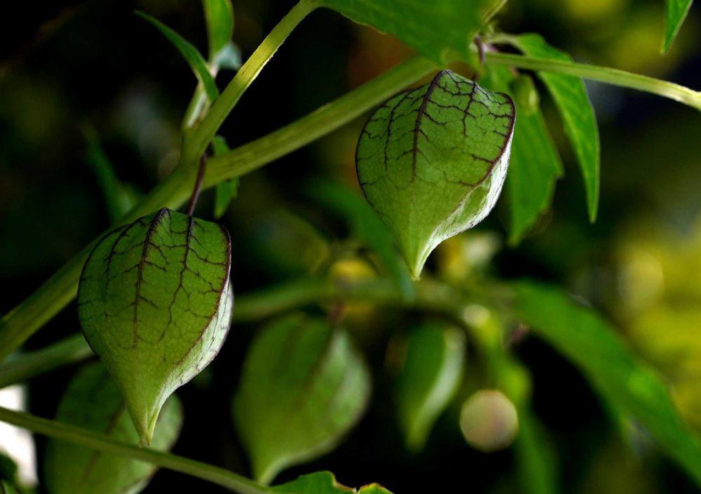 5 Khasiat Buah Ciplukan bagi Kesehatan, Tumbuh Liar di Pekarangan