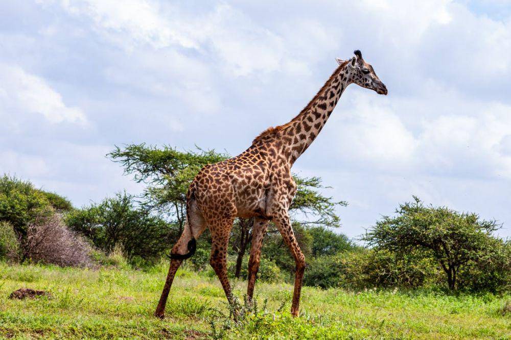 ilustrasi jerapah di alam liar (pexels.com/Africa Vacation Safaris)