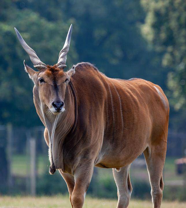 Eland Raksasa (pexels.com/TheOtherKev)