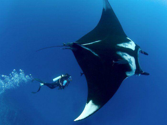 potret pari manta raksasa berenang bersama seorang penyelam (marinemegafauna.org)