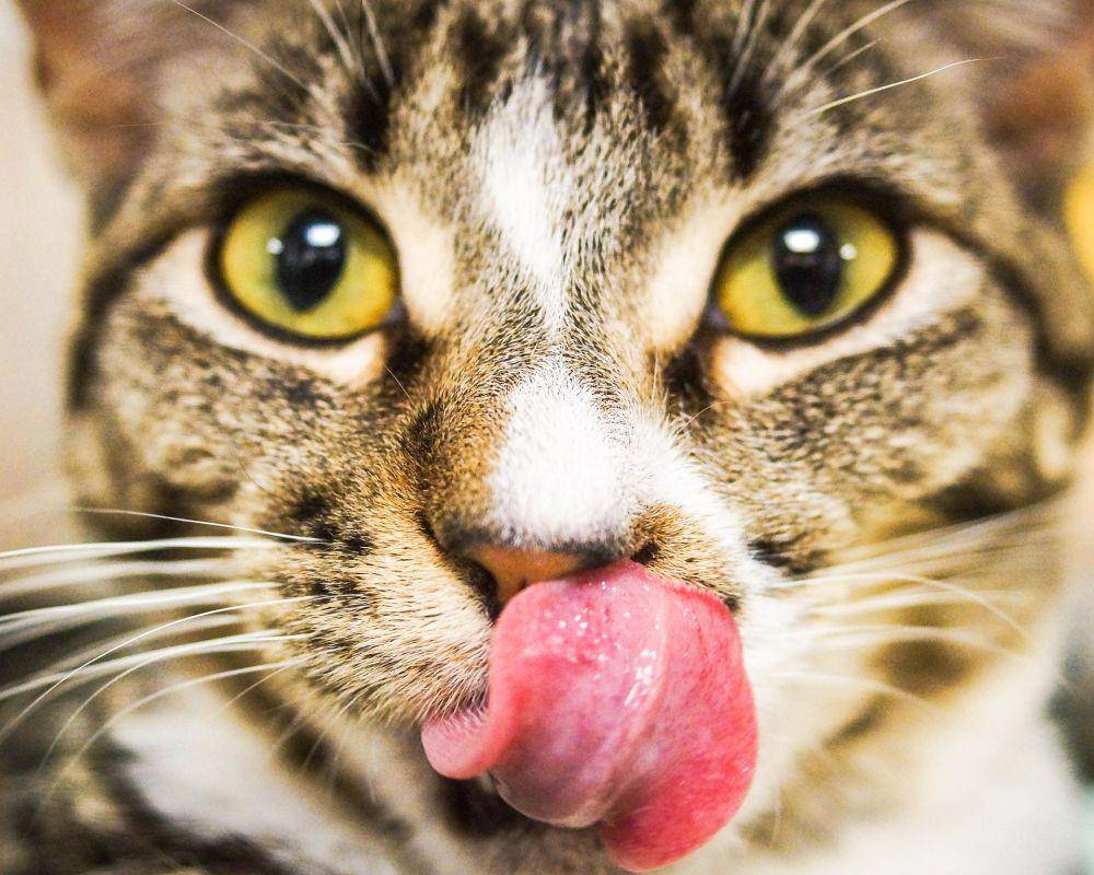 ilustrasi kucing menjulurkan lidah (pixabay.com/gayleenfroese2)