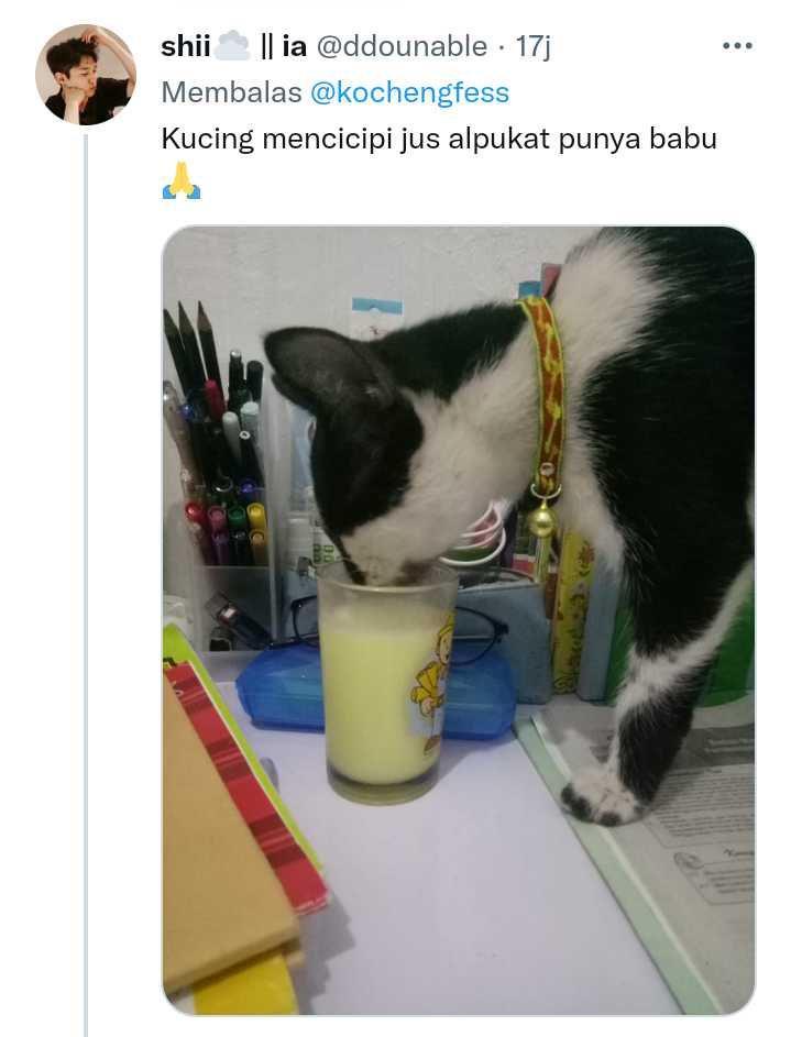 cerita kenakalan kucing (twitter.com/ddounable)