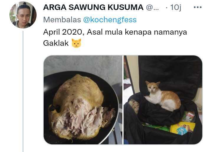 cerita kenakalan kucing (twitter.com/drh_arga)