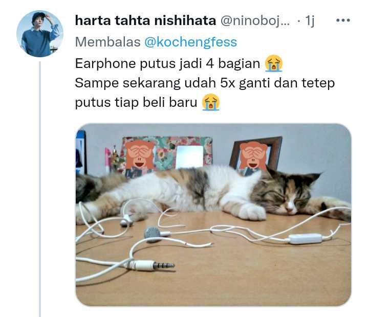 cerita kenakalan kucing (twitter.com/ninobojogue)