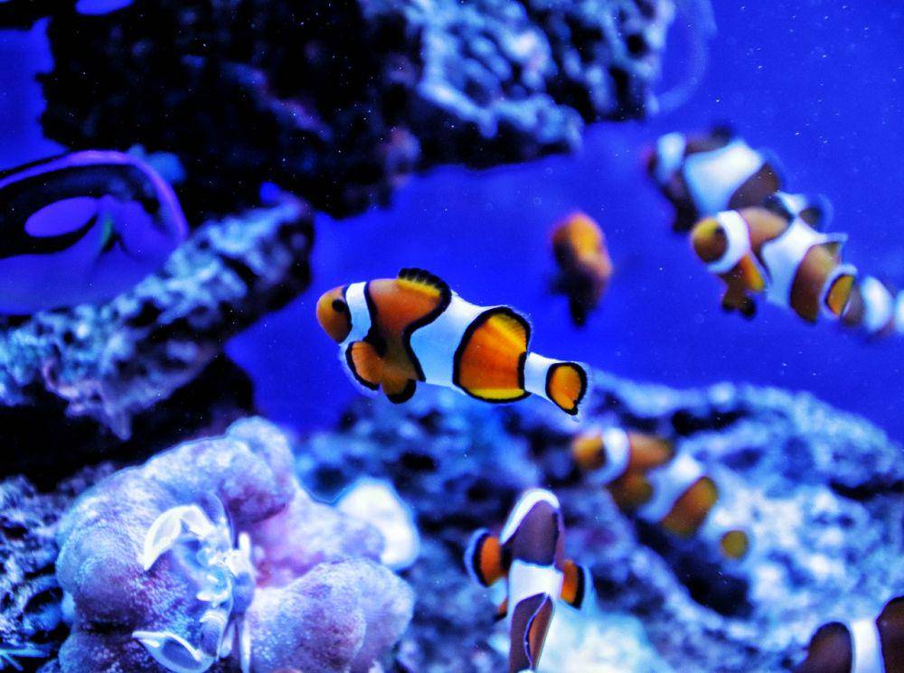 ilustrasi biota laut (pexels.com/Andrea L)
